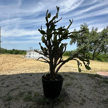 Tatil Evi Imanje Kovacevic *